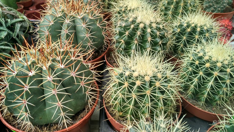 Close-up of cactus