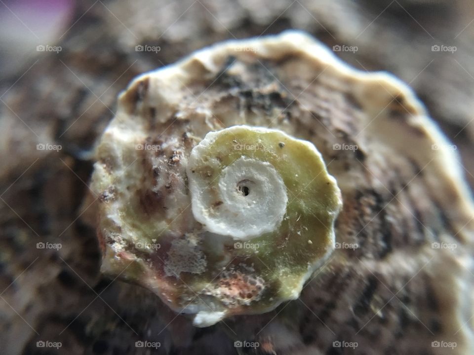 Spiral sea shell 