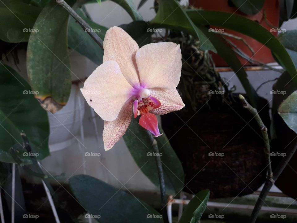 Unique and rare flowers are selling well