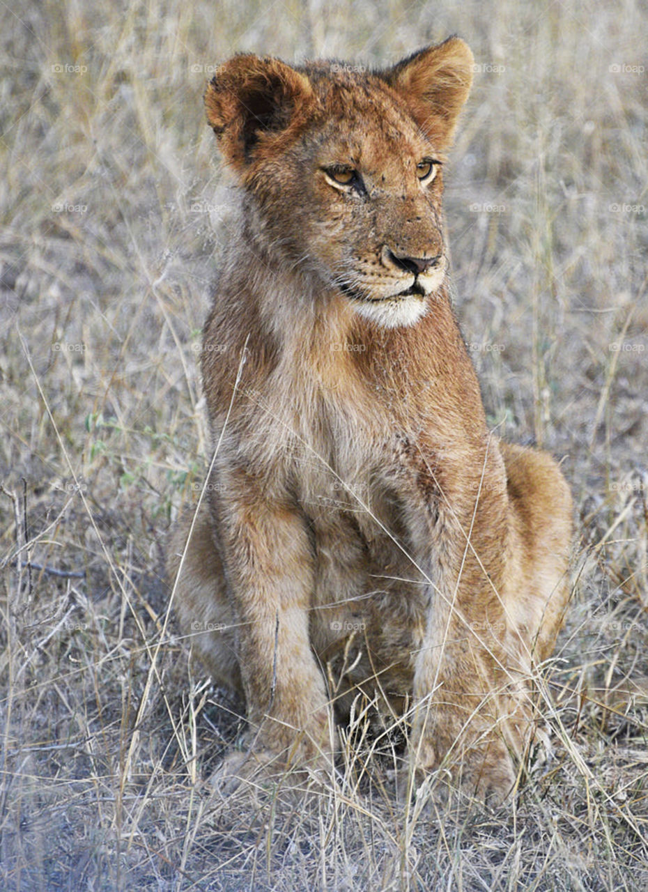 Sabi Sands,South Africa