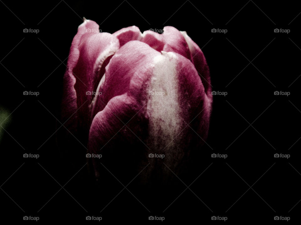 Tulip