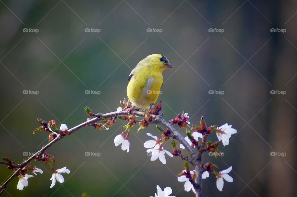 Yellow Finch in Branch