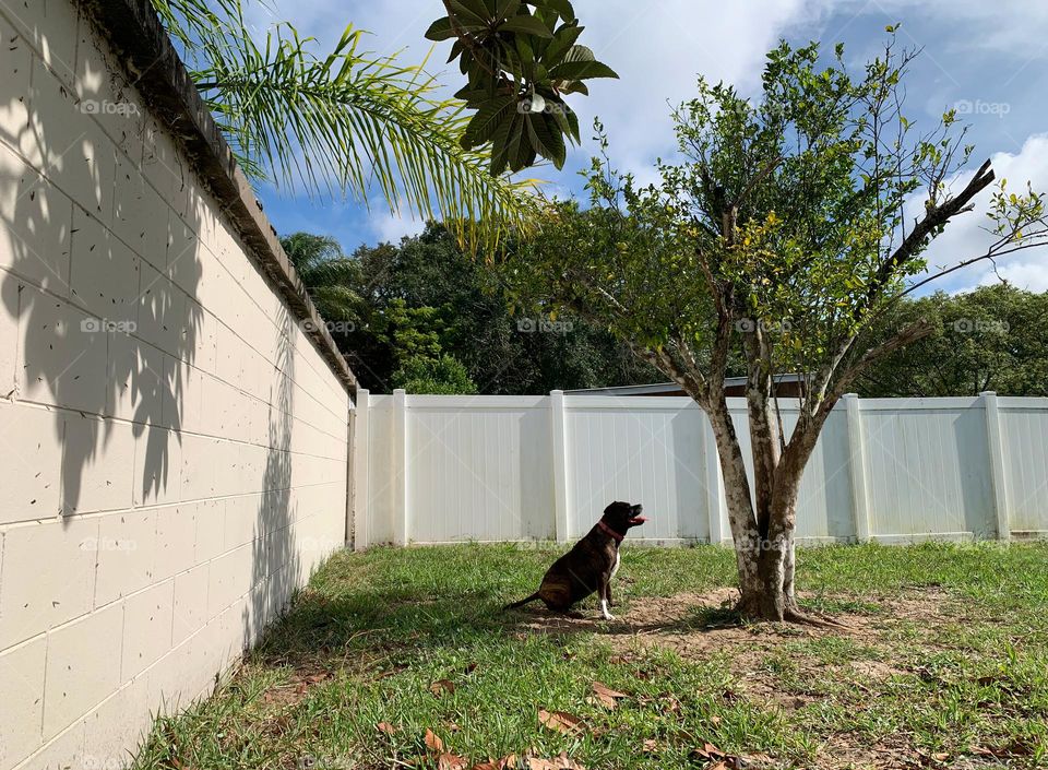 Shadows On The Fence Wall From The Trees In The Evening While The Dog Is Excited Finding Live Creatures In The Tree.