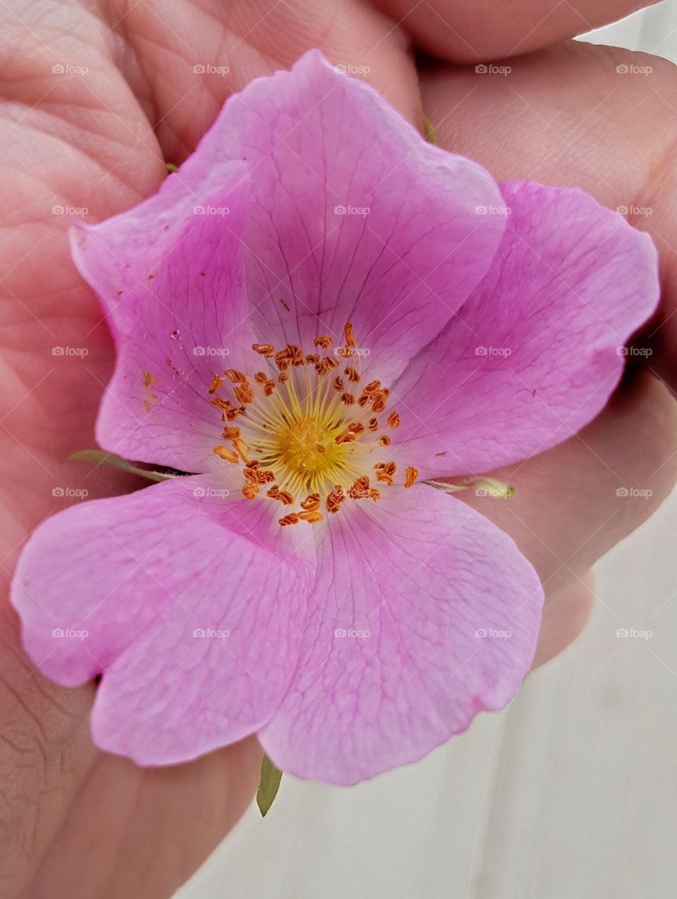 Alberta Wild Rose