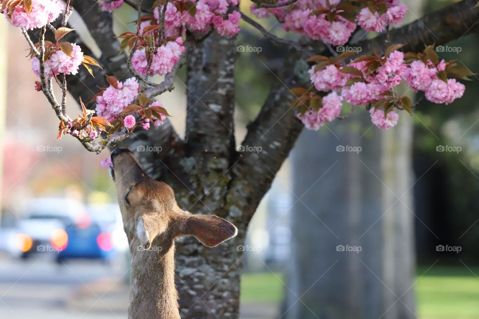 Deer tasting the blossom of Sacura tree