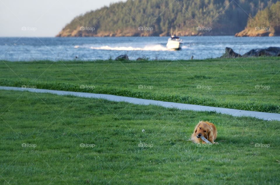 Beach dog