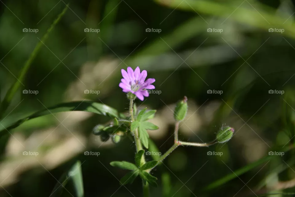 Wildflower
