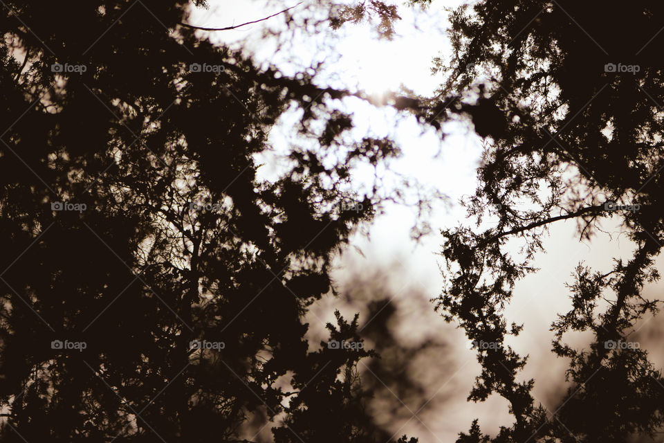 dark side of the forest