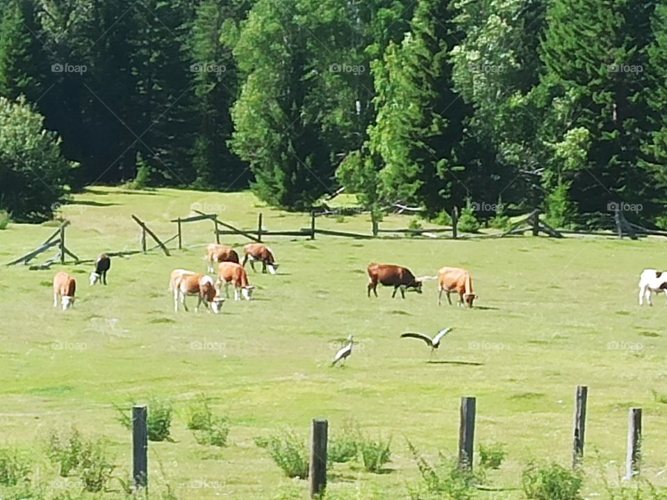 Herd of cows and storks