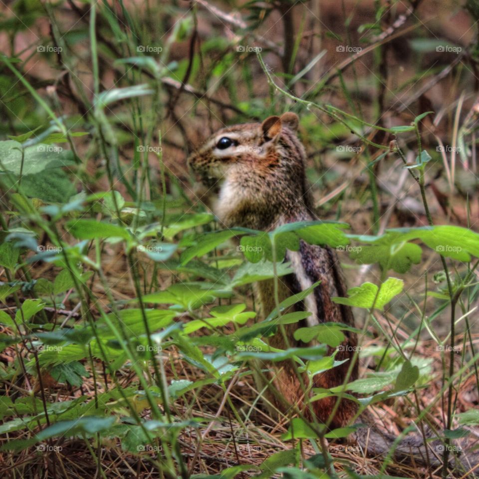 Chipmunk