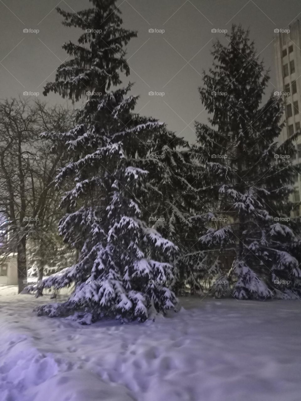 Christmas trees in the snow