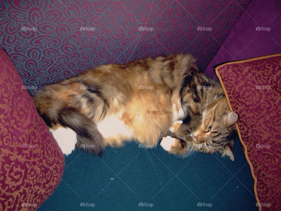 Fluffy funny old cat!