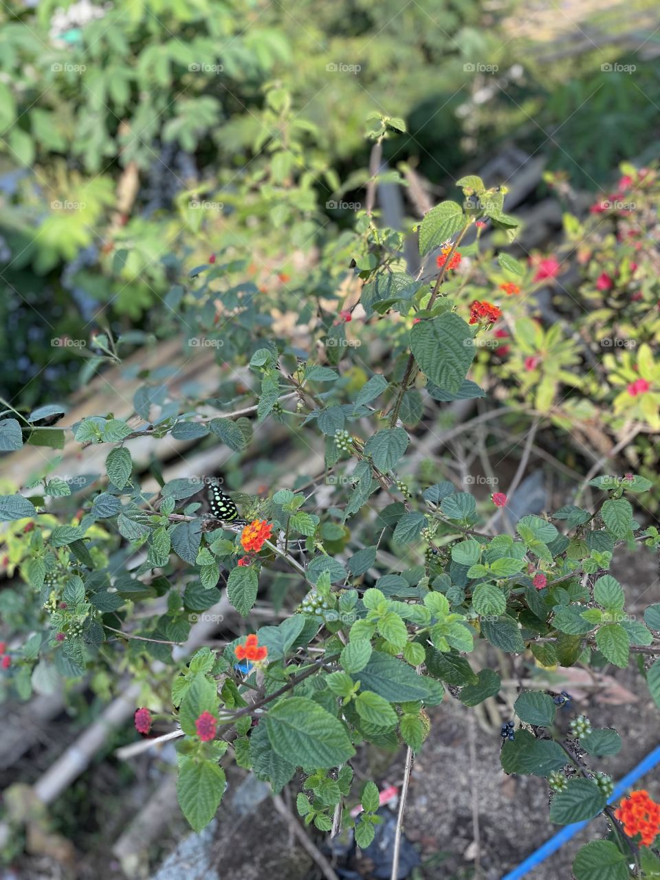 Little butterfly on flower 