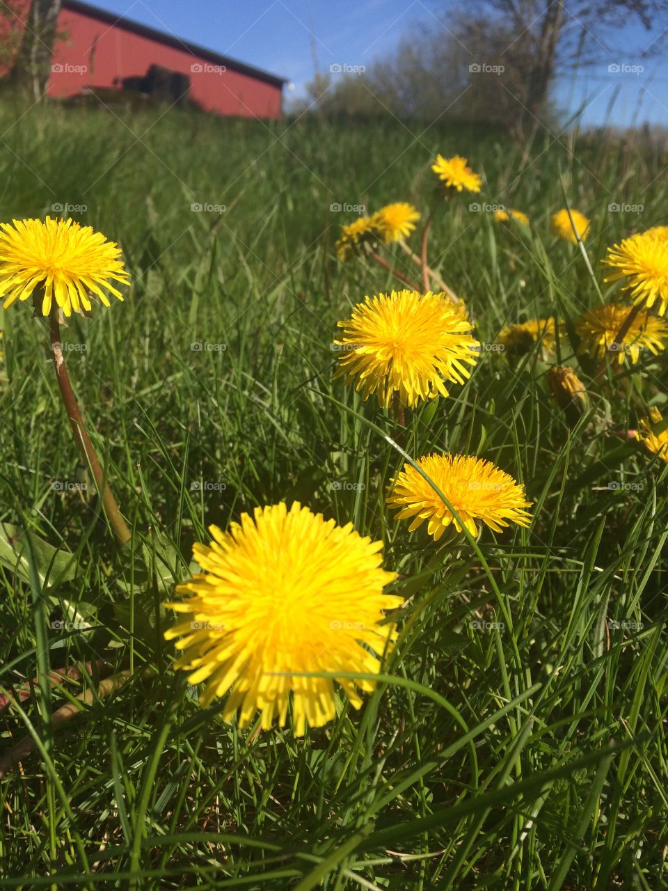 Flowers. Wild flower