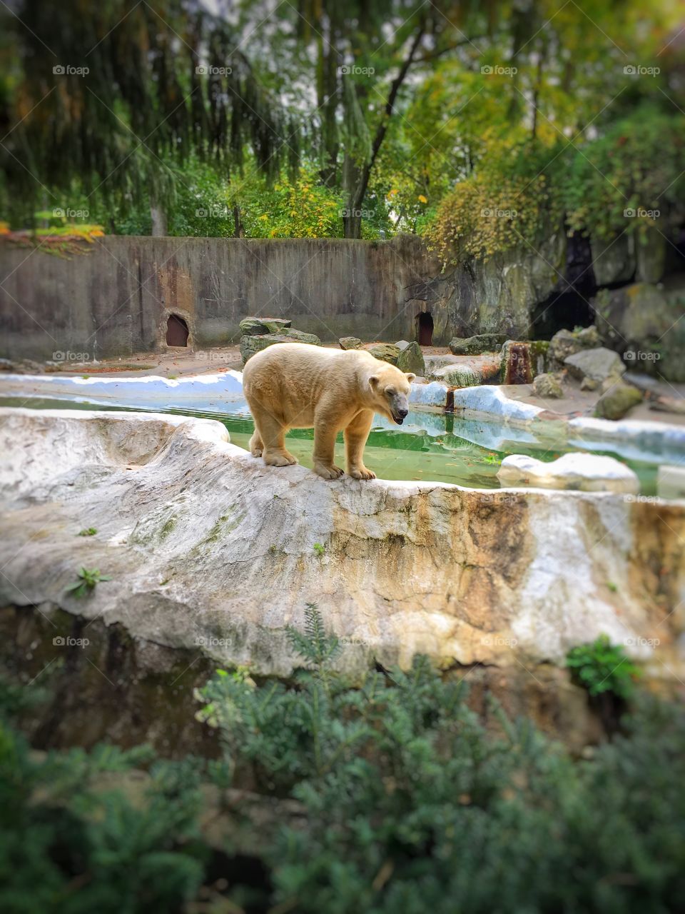 The main attraction doesn’t know he is.  Power and beauty exhibited fills one will respectful gratitude and awe.  The Bronx zoo a gem in the middle of the city.