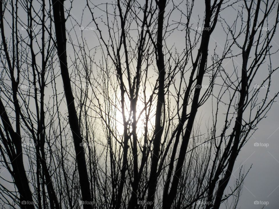 afternoon sun through branches