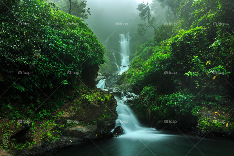 green plants and dense forest with foggy waterfall creating magical calmness. nature at its best