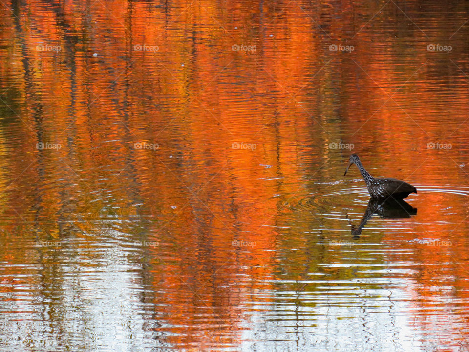 Limpkin