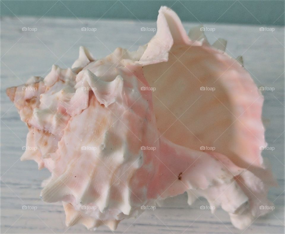 She Sells Sea Shells by the Sea Shore