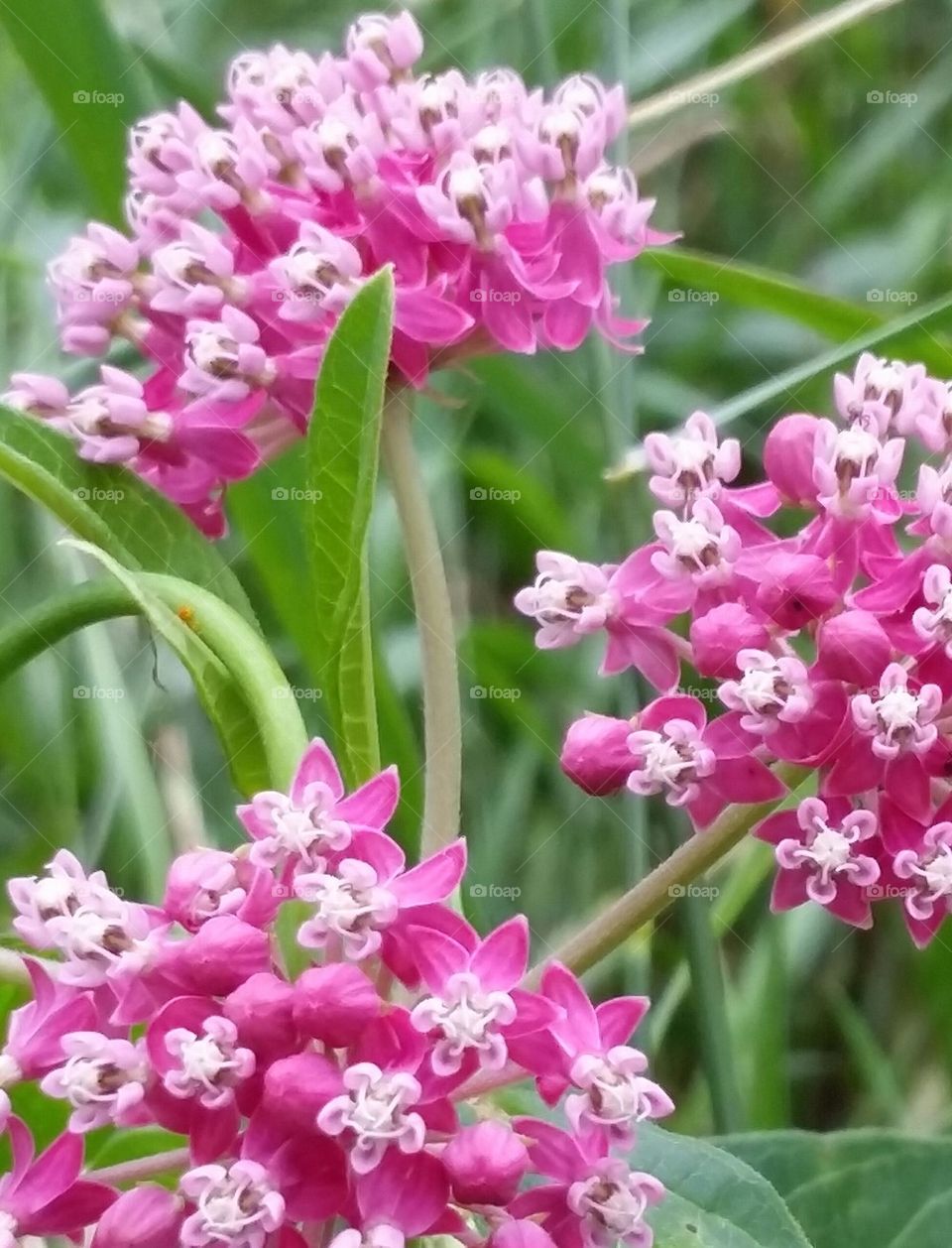 Swamp Milkweed