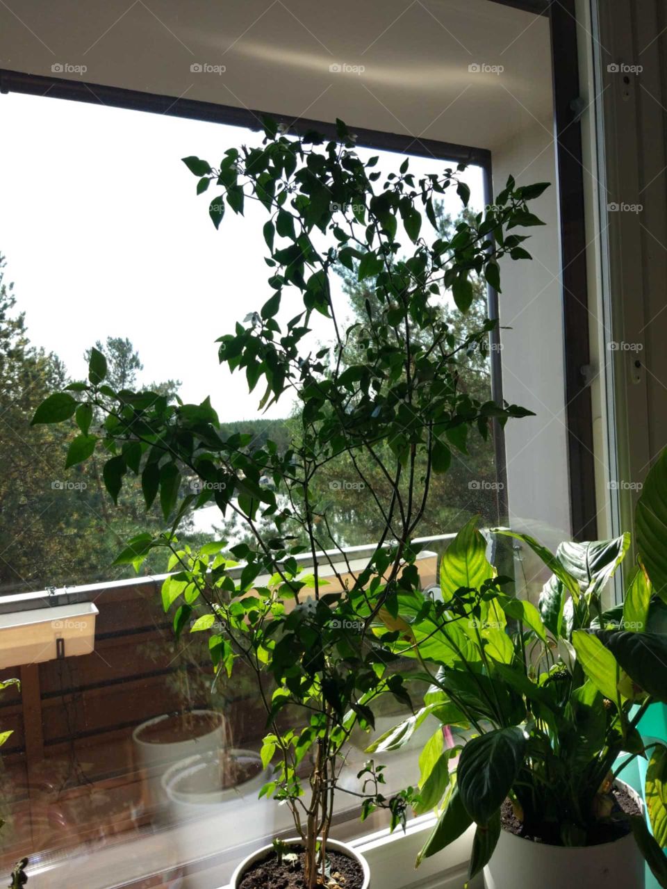 Piti Piri Chilli plant indoors