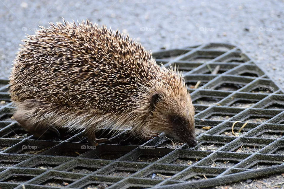 hedgehog