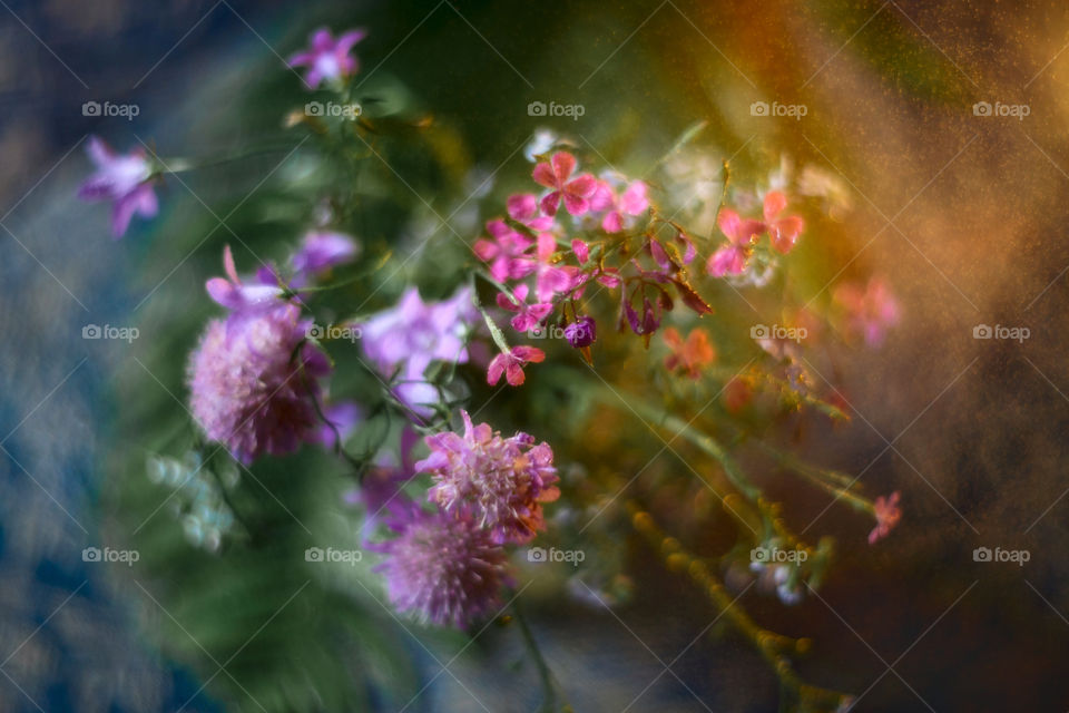 Bouquet of forest flowers in soft focus