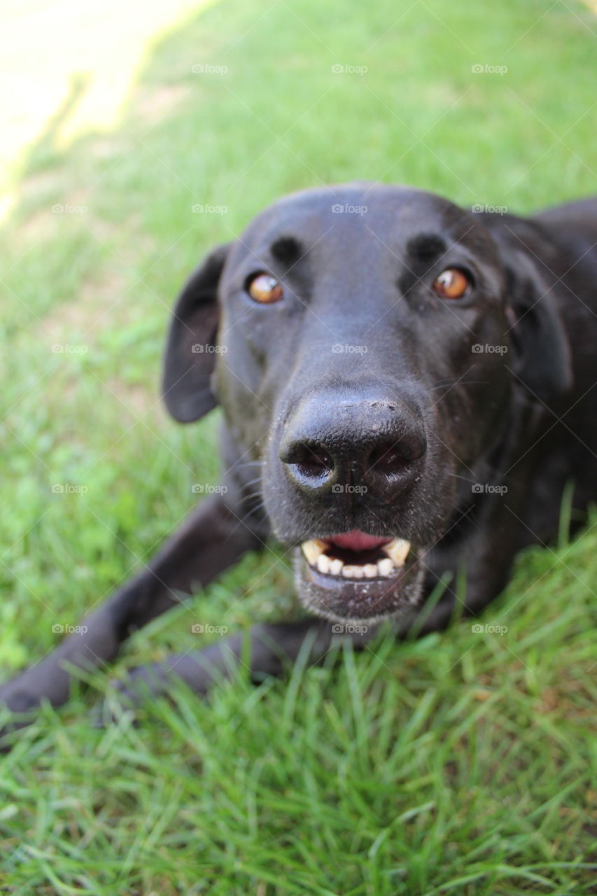 Close up of a black Labrador retriever dog.