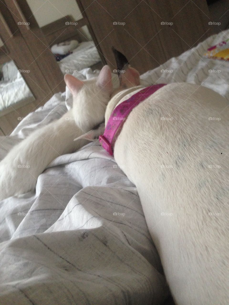 Dog and cat togheter 