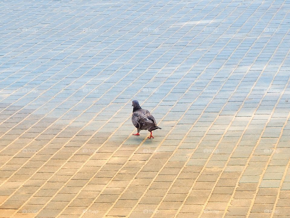 Lone dove walking on the pavement and searching for food.