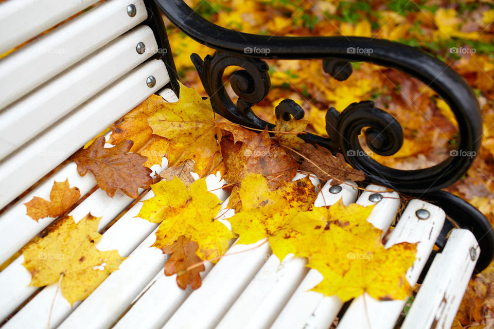Autumn leaves on bench at park
