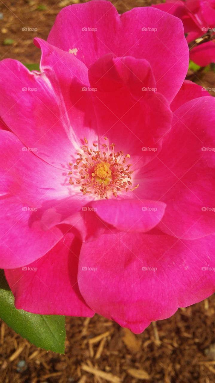 flower power summer time