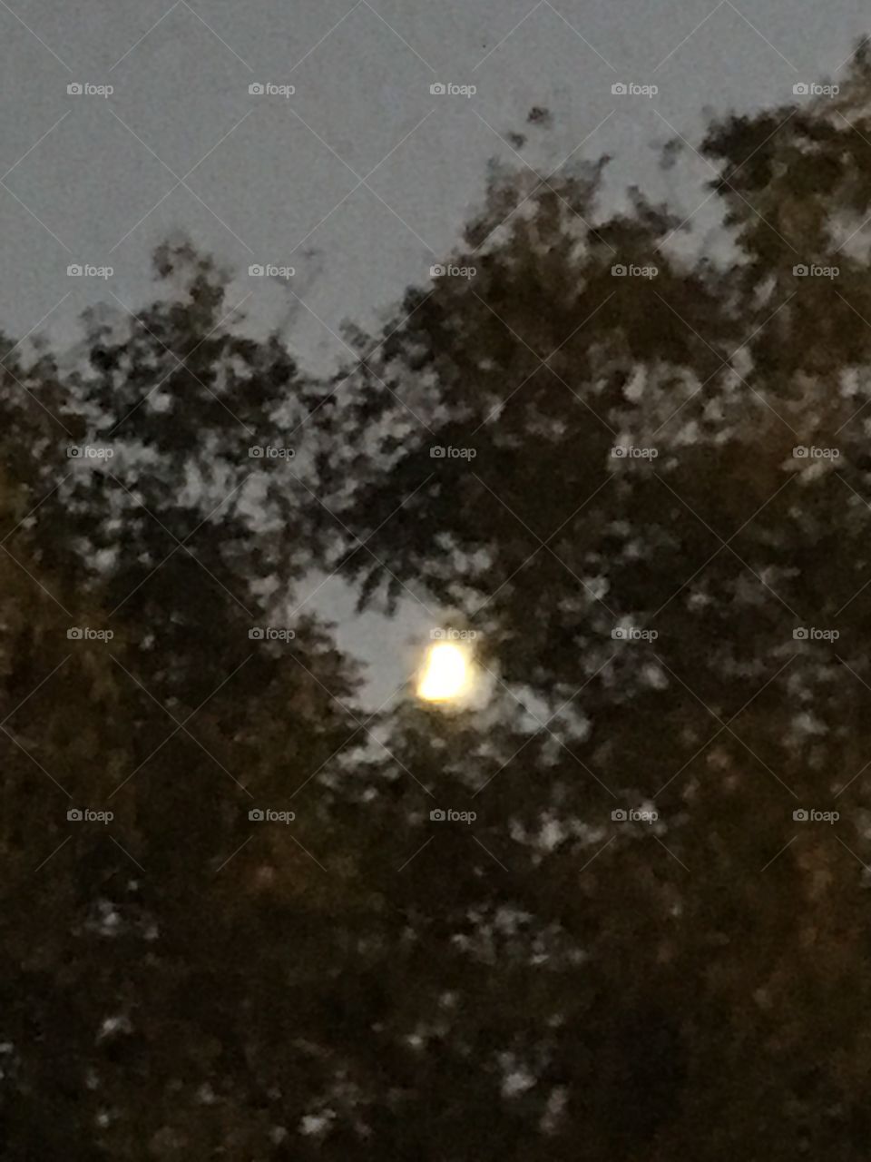 Moon peeking through the tree