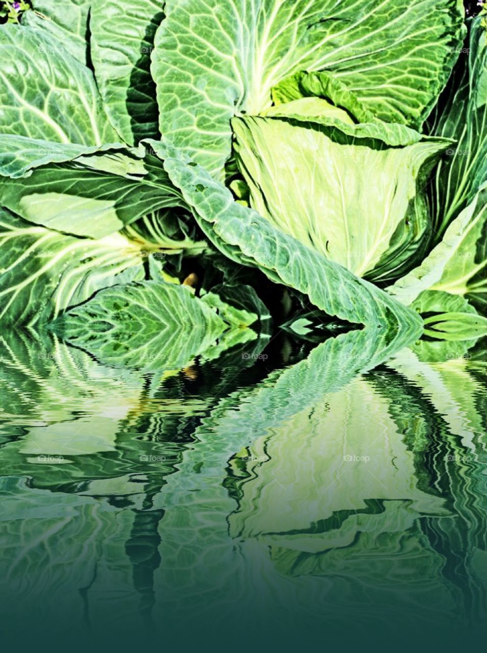 Cabbage reflection