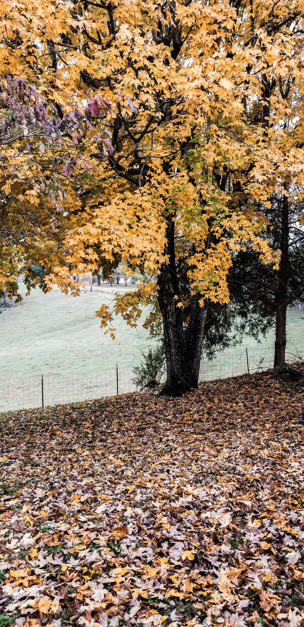 beautiful fall leaves