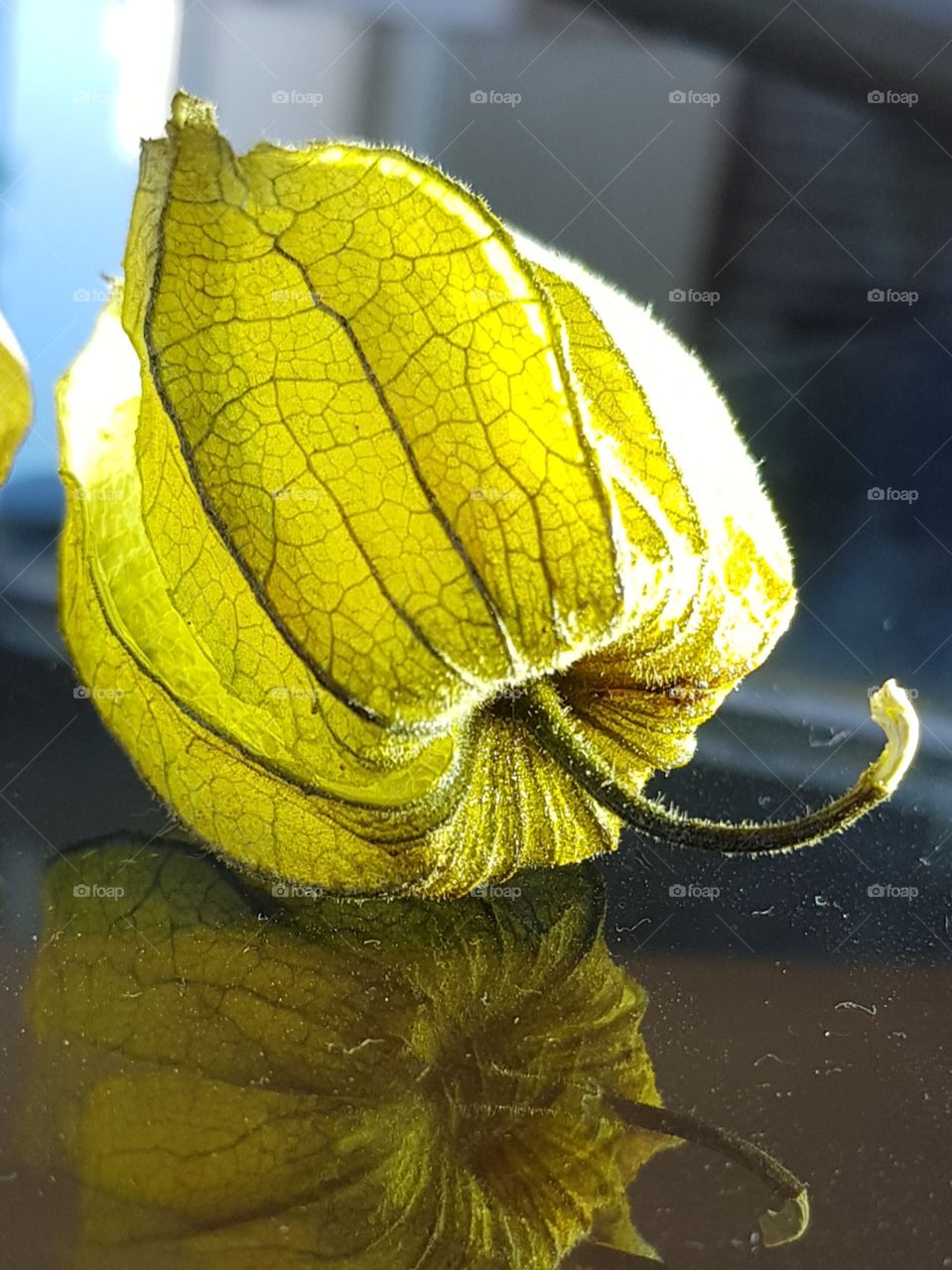 physalis fruit