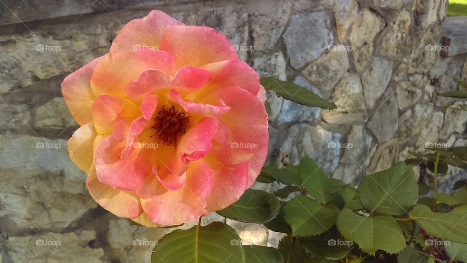 Beautiful antique rose at sundown