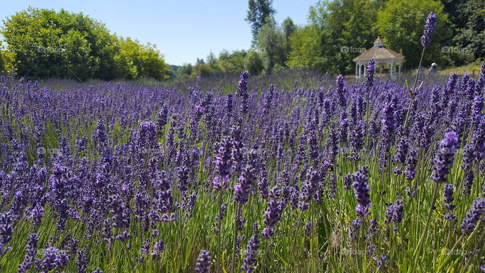 Lavender (Flower), Flower, Nature, No Person, Field