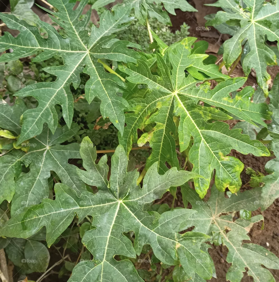 struggling fruit
