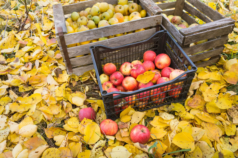 Harvest ripe juicy and tasty apples.