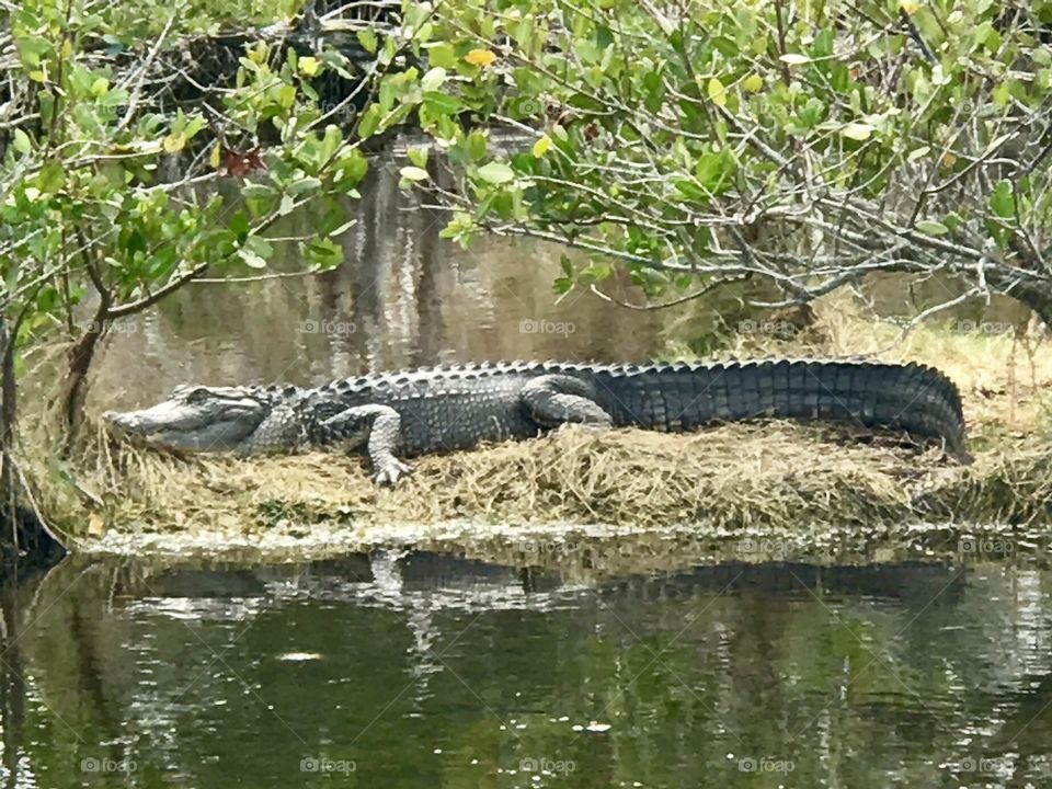 Alligator Merritt Island Wildlife Refuge 