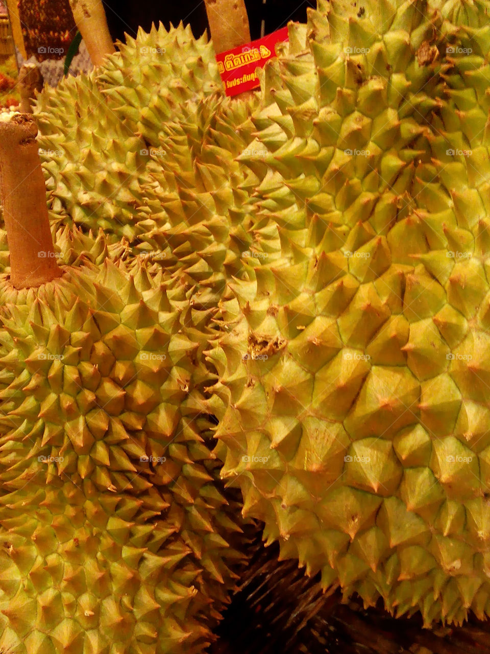 durian. regrarded by many people in southeast asia as the "king of fruits"