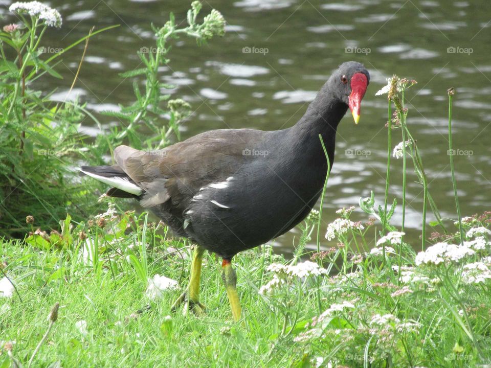 Moorhen on river bank