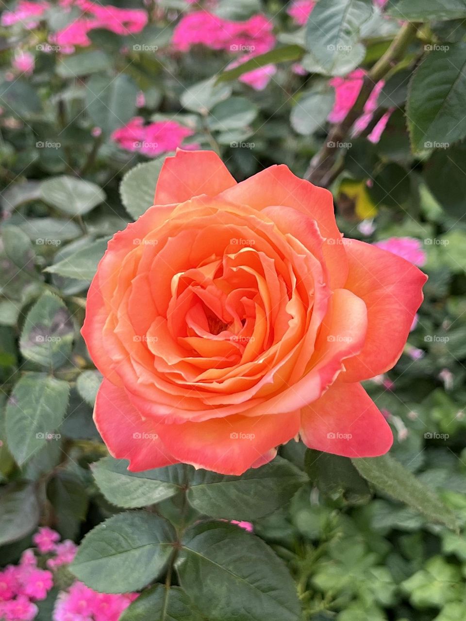 Rose in Yuanshan Flower Expo Park Taipei