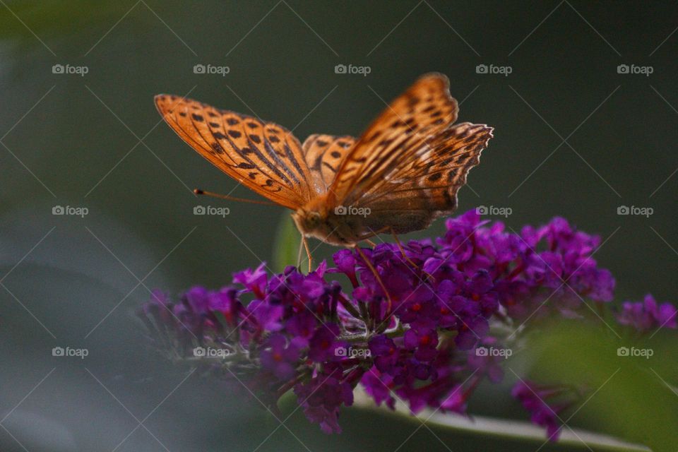 I love all types of butterflies and especially the colourful ones. I can never get enough to watch them and think about the German expression of having butterflies in your tummy :-) 