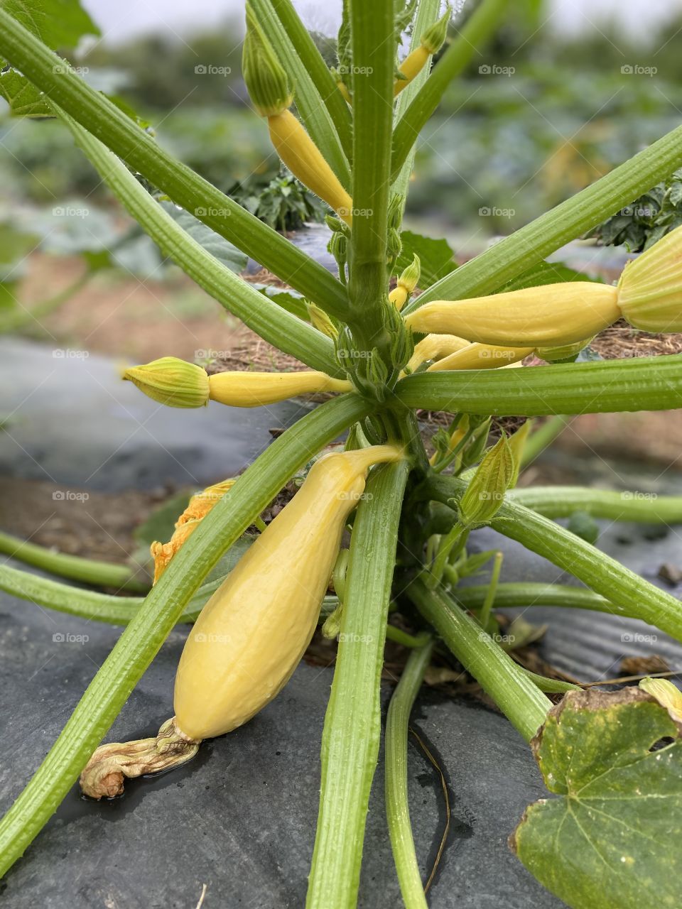 Zucchini 