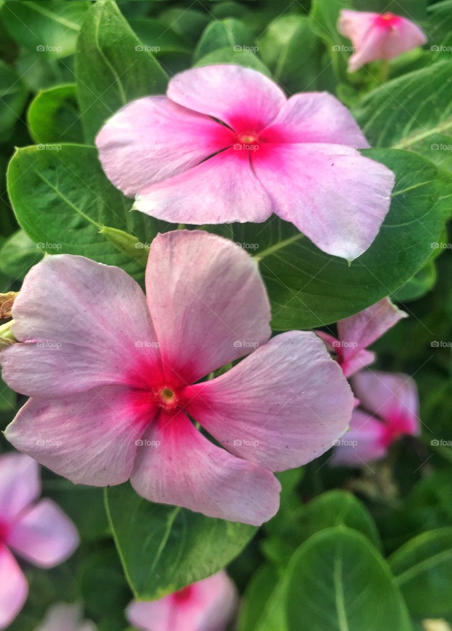 Pink flowers 