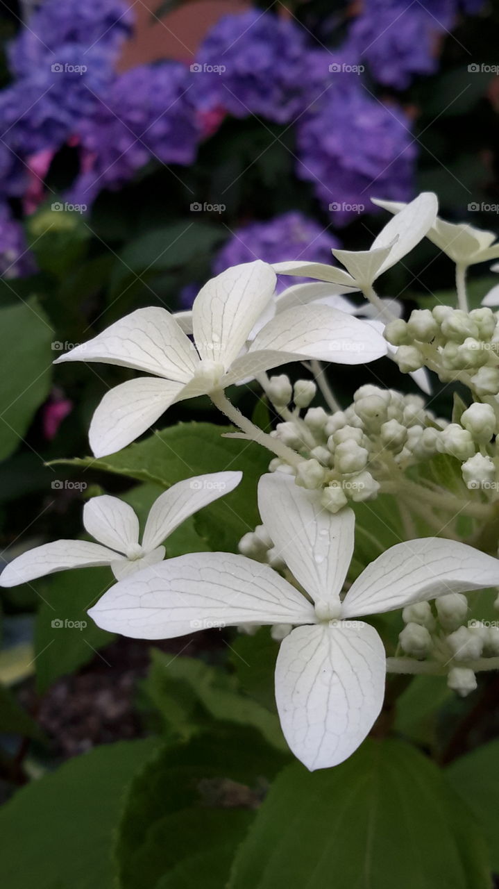 Water drops on white flowers