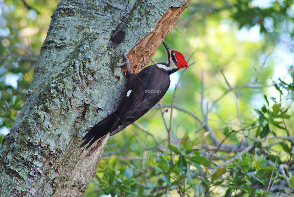 Pileted Woodpecker