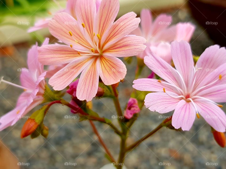pink flowers.